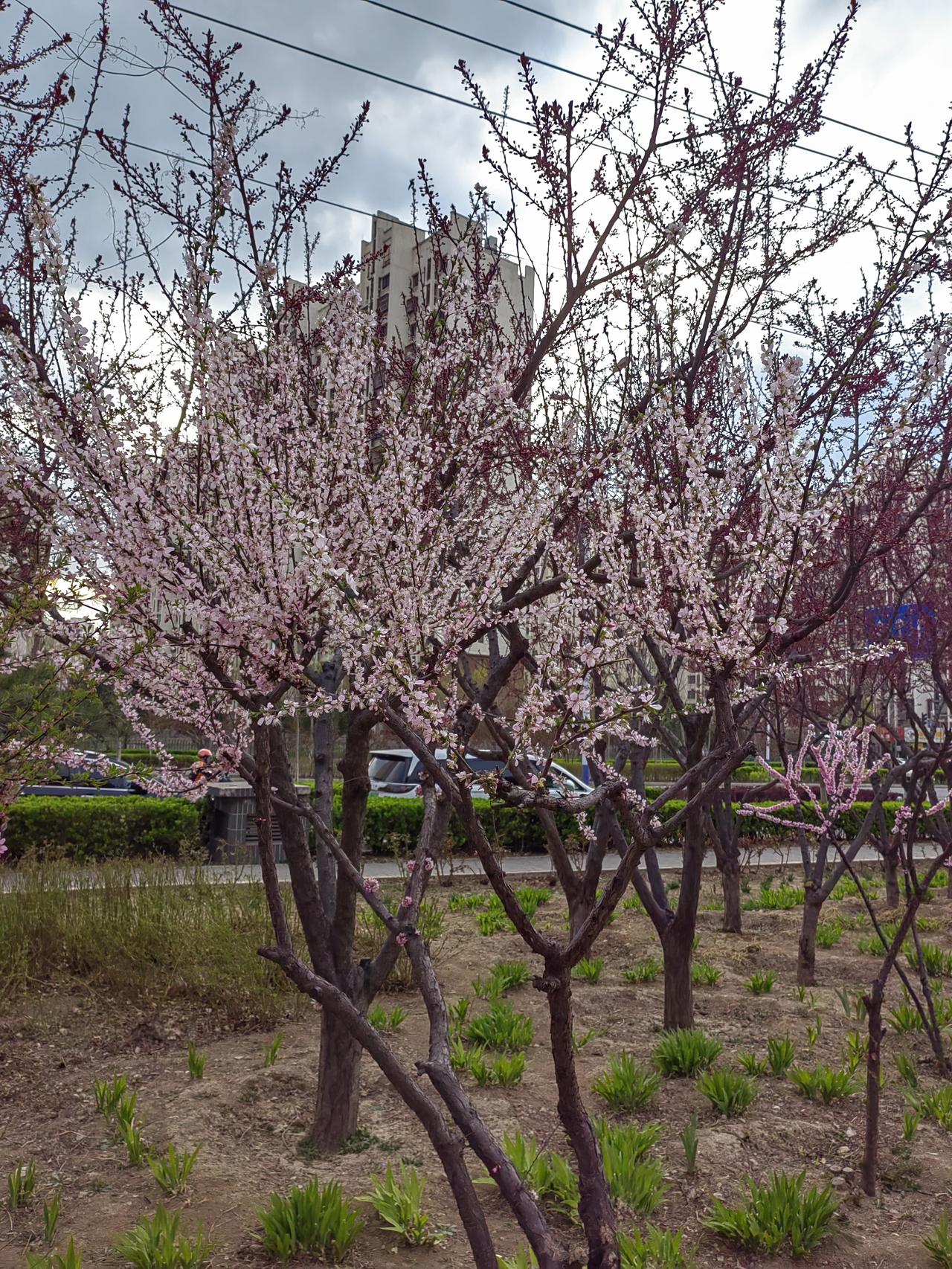 公园拍的花，这棵树开粉白色的花，美不美？