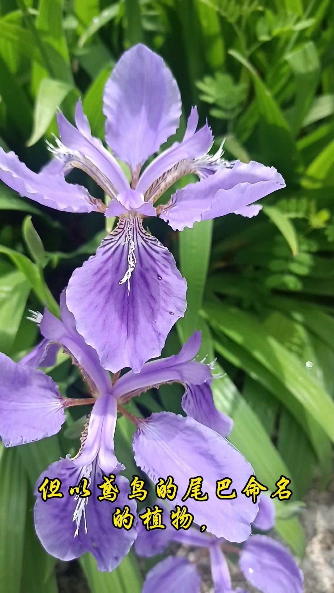谁能想到以鸢鸟尾巴命名的鸢尾，竟是公园里最惊艳的存在！

鸢尾属天门冬目鸢尾科多