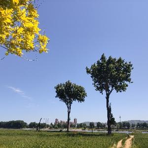 章鱼的无忧