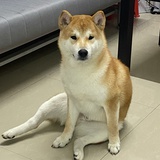 柔云爱看汽车