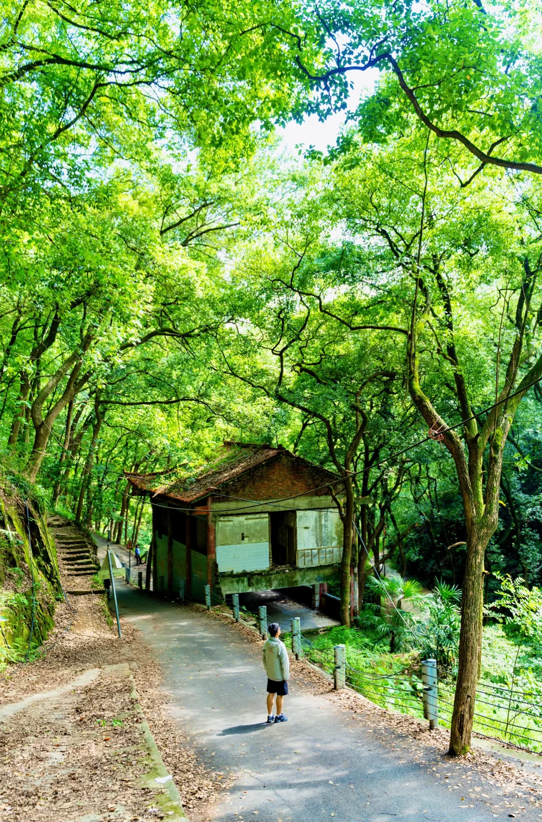 被藏在南山的这条绿荫路线狠狠治愈了🌿