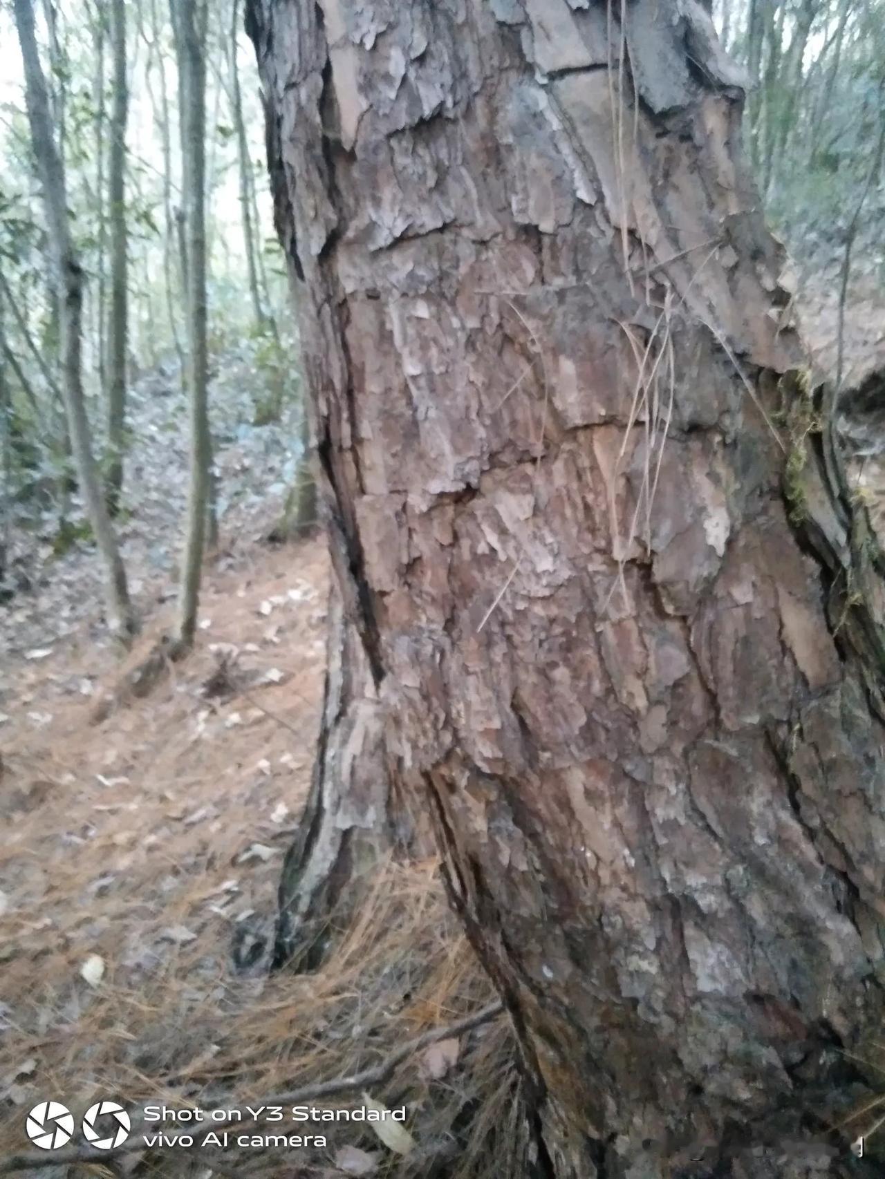 昨天山上找的，松针腐化土，准备从新种几盆兰花了。但是街上回来。两点多了。只好明白