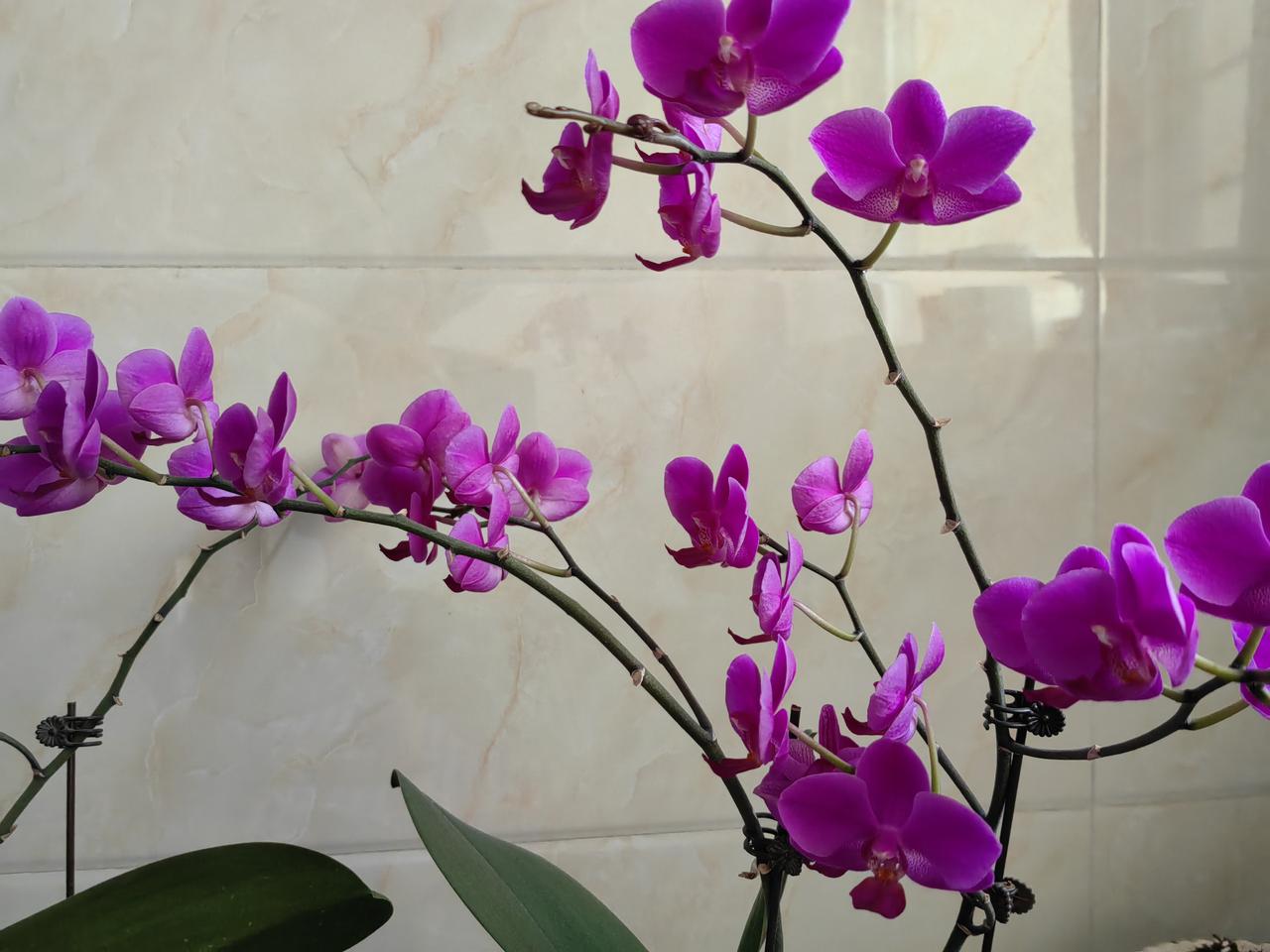家里这盆紫色蝴蝶兰太惊喜了！从春节绽苞开花，一路开到现在，愣是美了好几个月。
花
