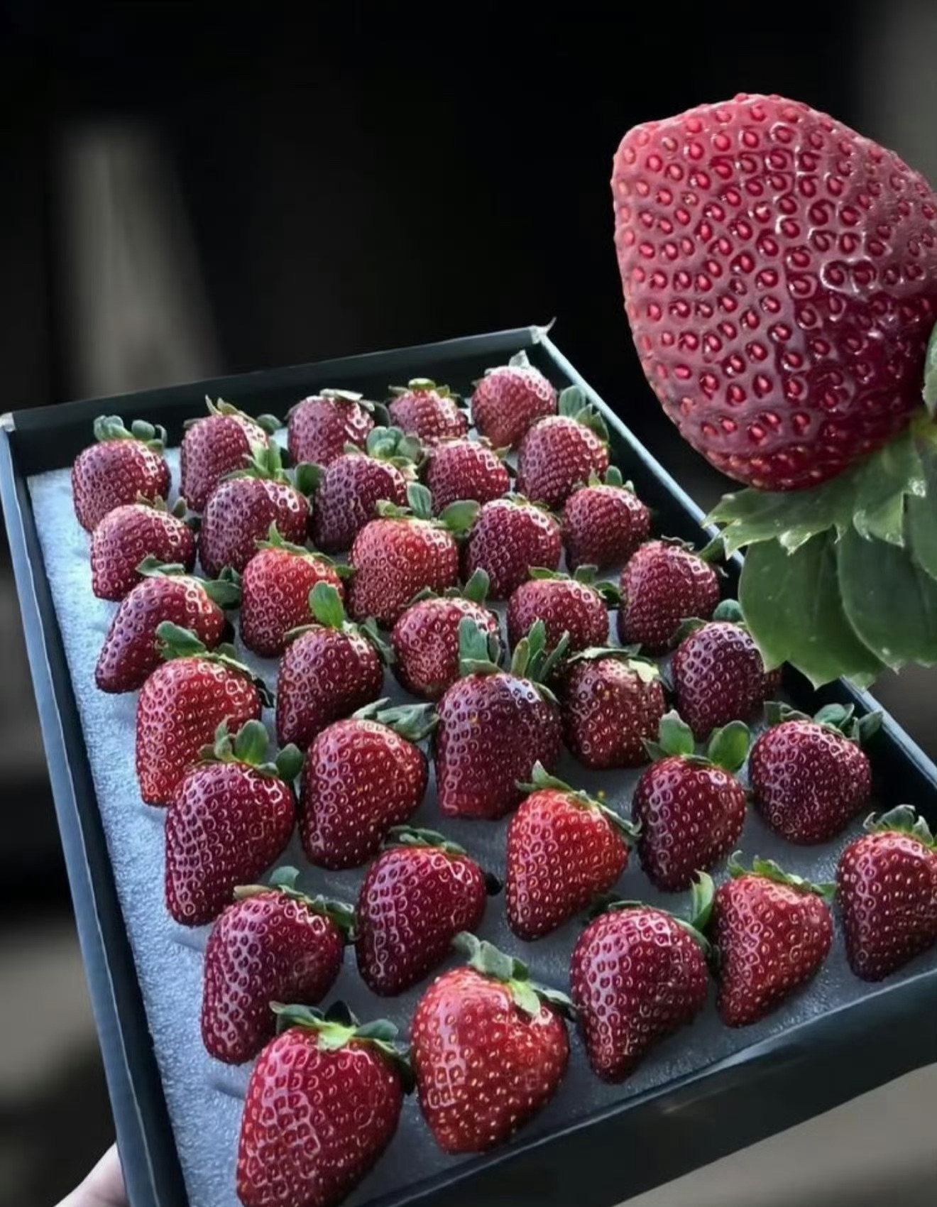 10元一斤草莓和300元一斤草莓区别这个黑草莓我一直以为是假的，今天在我们这边看