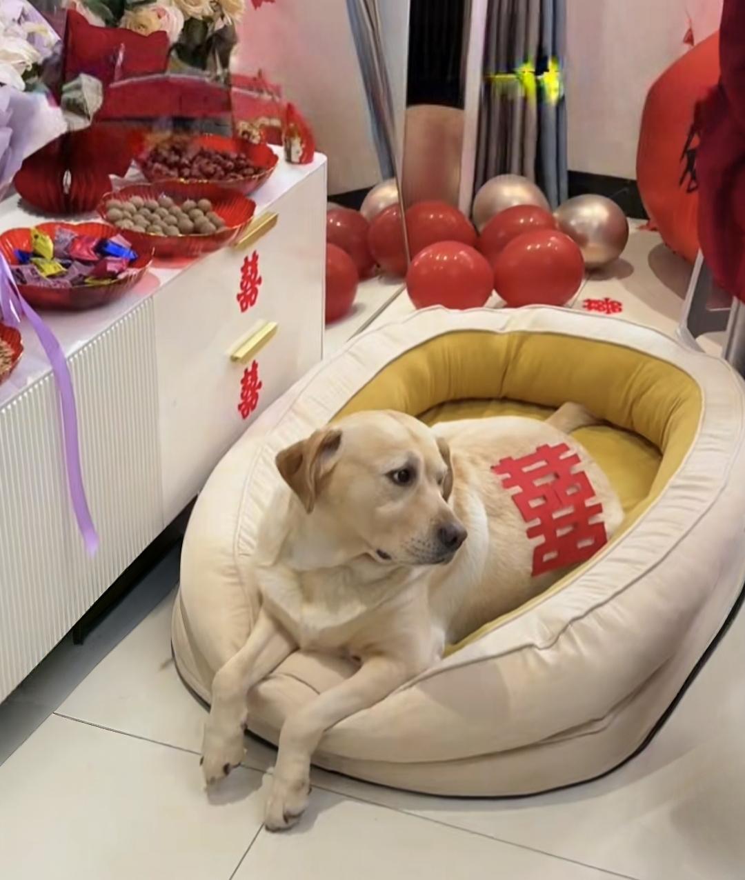 随手拍美景记录生活点滴古代嫁妆有陪丫鬟的，今天嫁妆有陪狗狗的。真的是“活久见”啊