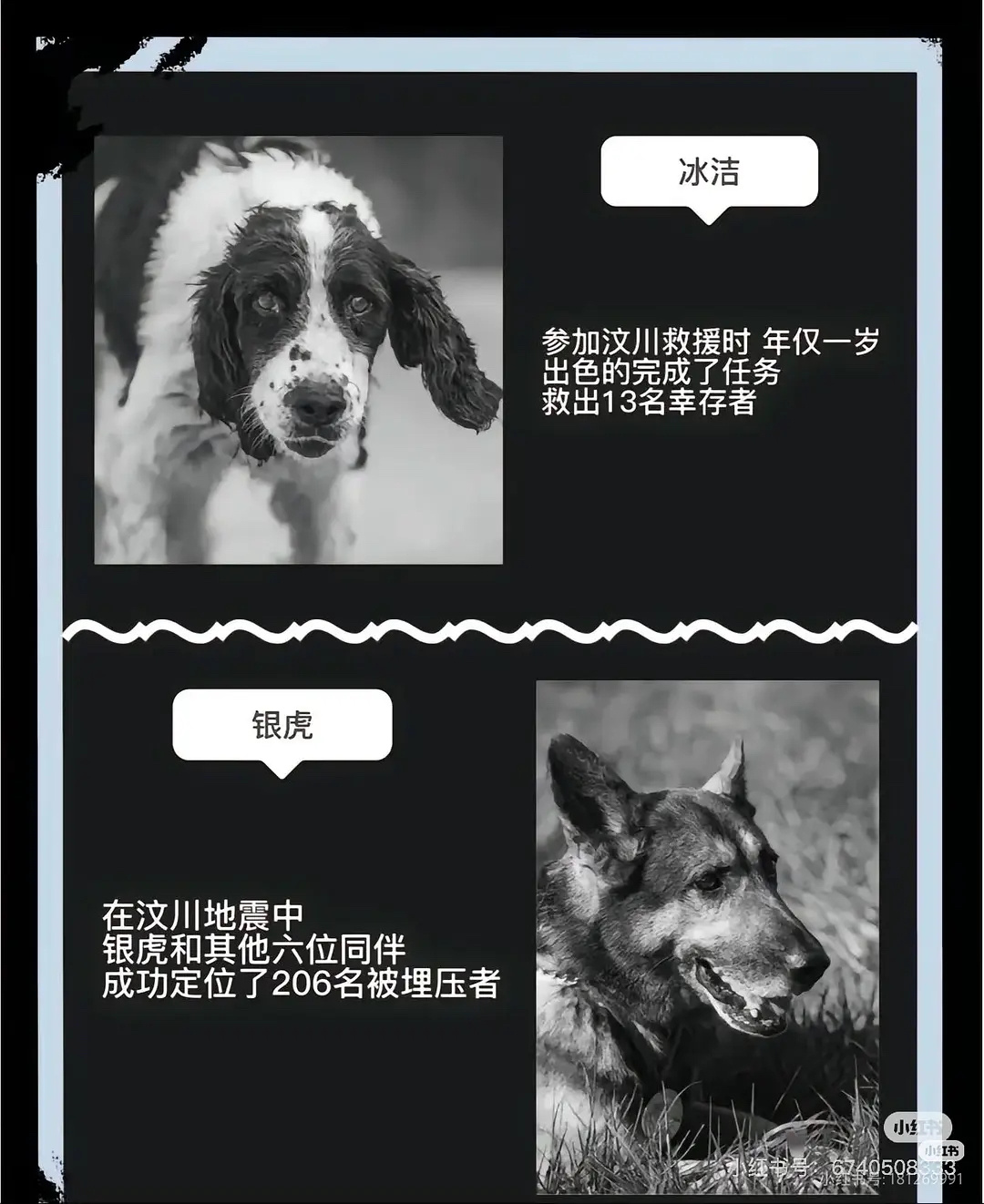 重庆山姆打包哥伪装领养虐杀动物在每一次事件的应对中 在围观群众的表态里我们都可以