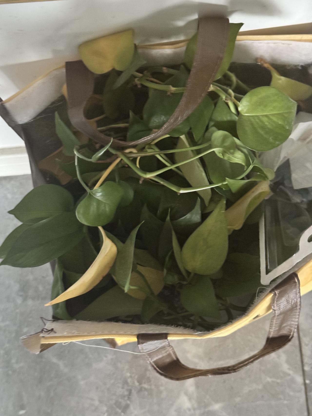 一不留神，我老公又毒害了一盆绿萝，这已经是他霍霍的第2盆绿萝了，我只好扔进垃圾桶
