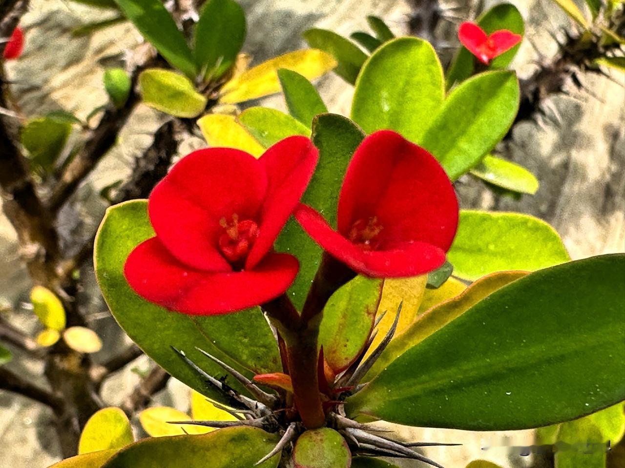 深冬的明媚阳光里，倔强展露的一抹嫣红