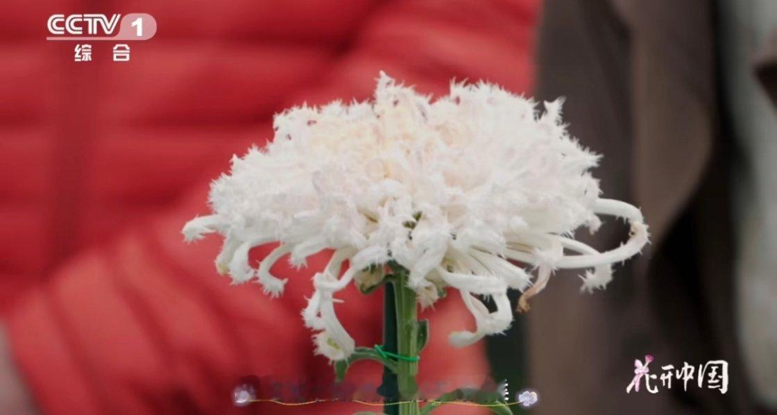 原来有花瓣毛茸茸的菊花可以用来泡茶么 