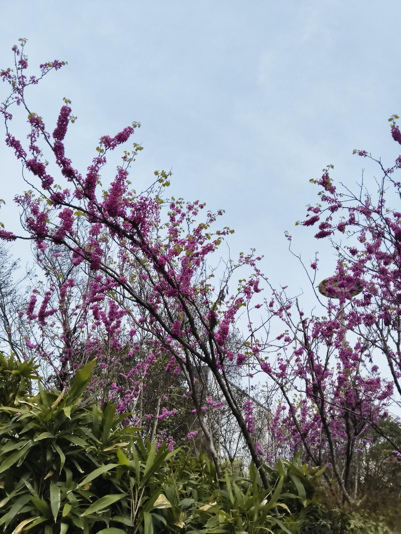 晒出你的本地生活没想到也见这么多花，现在到处都是花儿，很漂亮的。只不过前两天没注