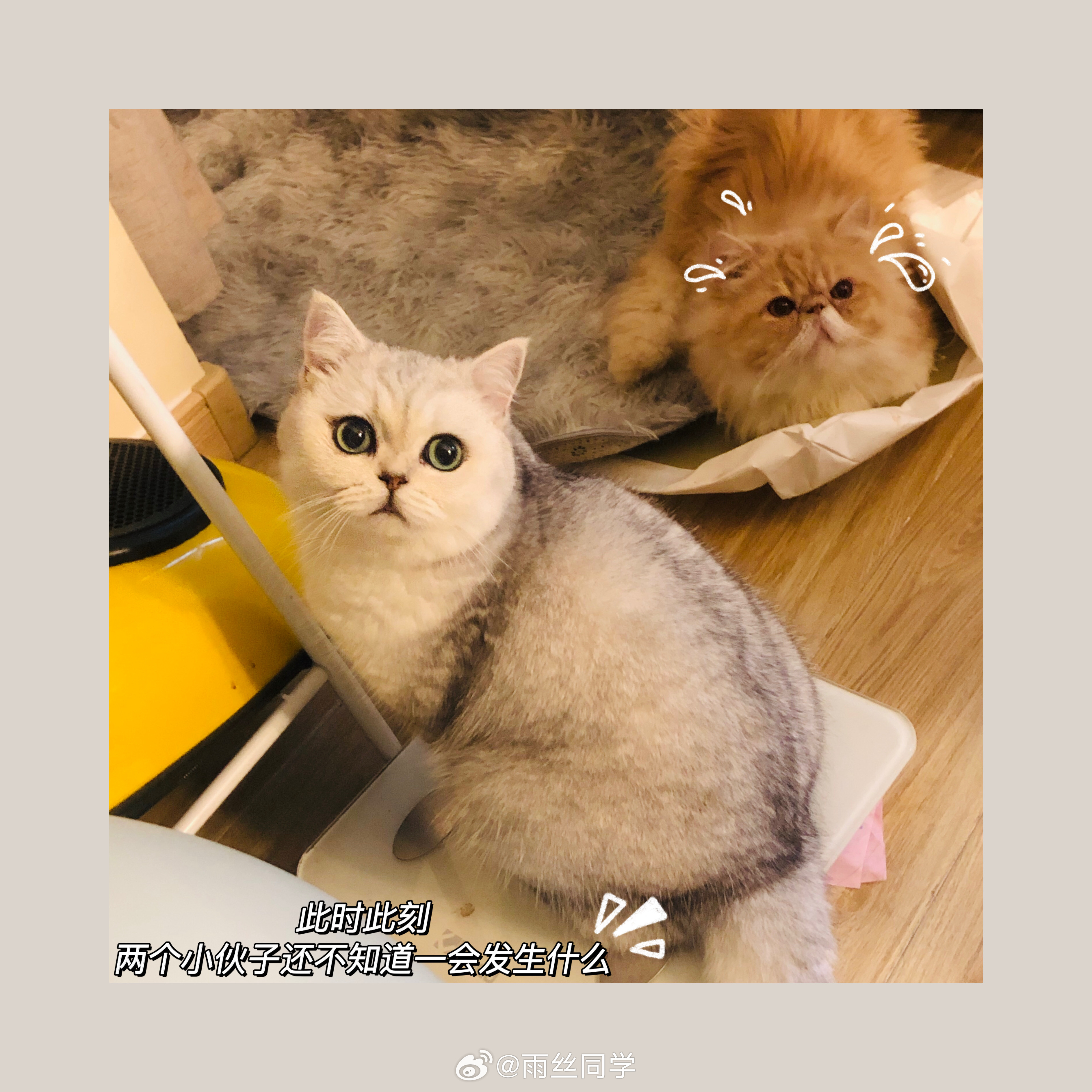 久病床前无孝咪猫猫狗狗真的通人性，之前有一次趴在床上哭鼻子，我家小浪就赶紧跑过来