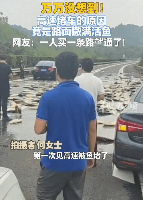 万万没想到！近日，武深高速株洲段堵车是因一辆运鱼货车侧翻，路面撒满了活鱼，造成堵