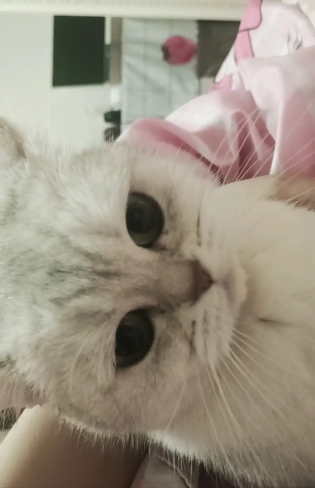 想小猫
