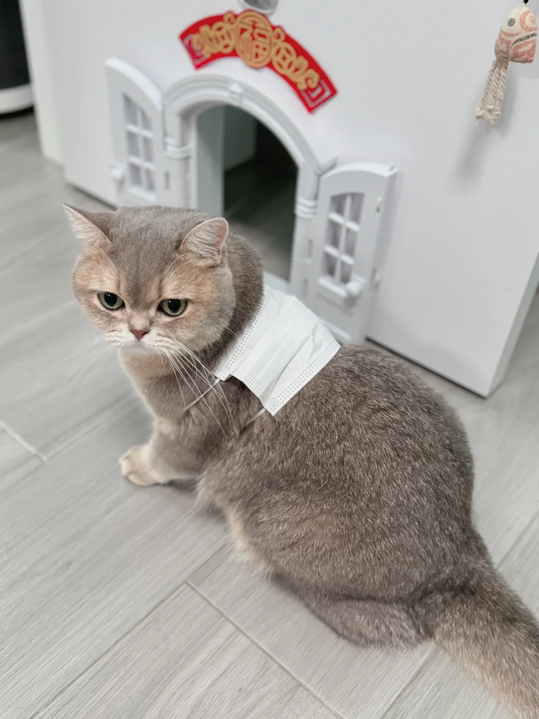 猫咪新驱虫好物😎