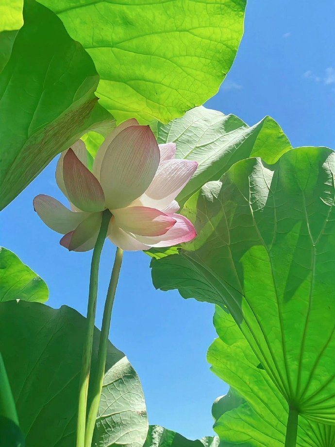 夏日荷花 