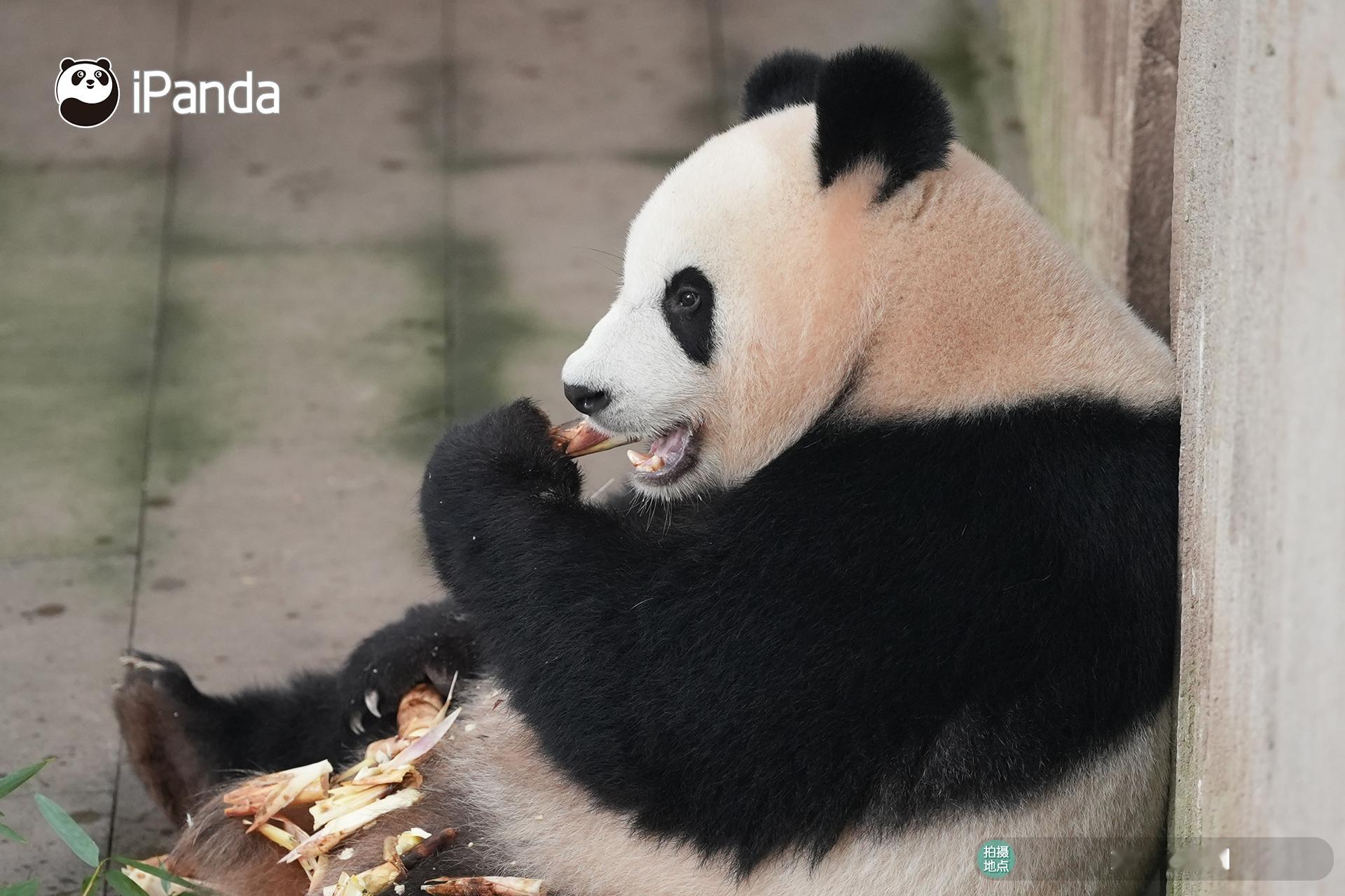 (๑＞ڡ＜)☆ 嘿嘿～我应该也算“知食分子”吧？熊猫趣图 大熊猫良月