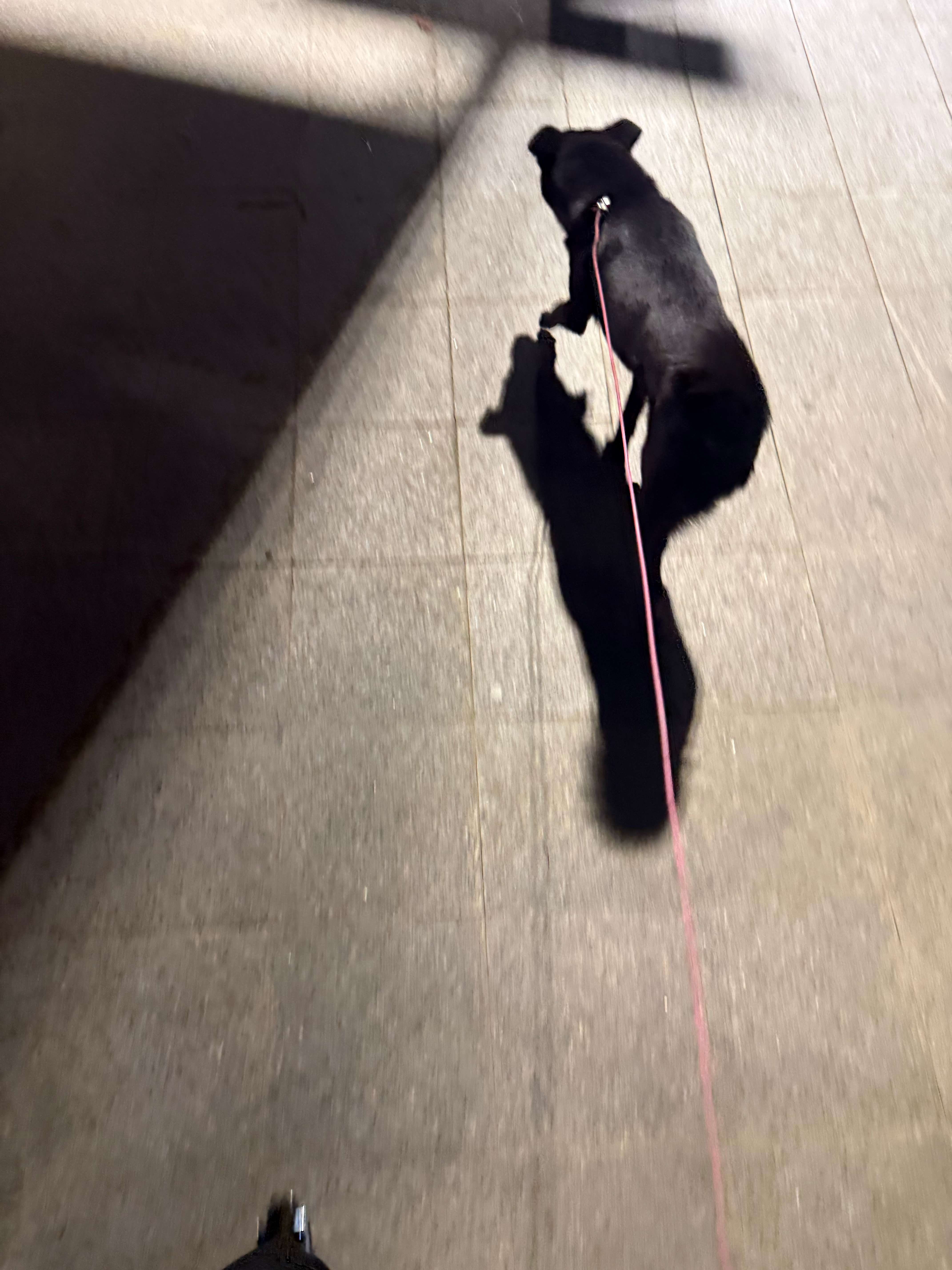 回家与狗子亲密度直接提升100% ​​​