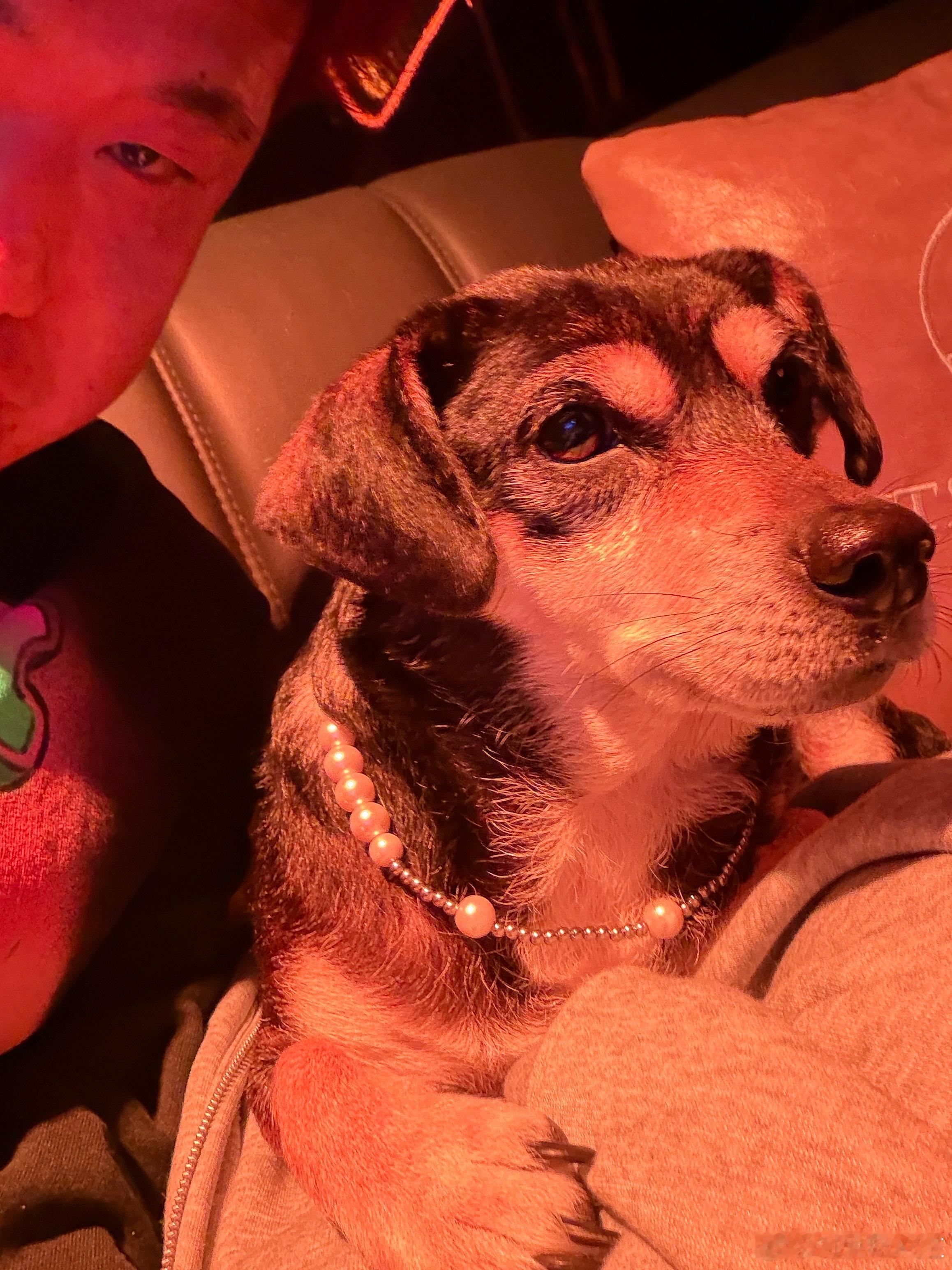 刘开心的新年礼物 重金打造珍珠项链一根儿狗狗 成都