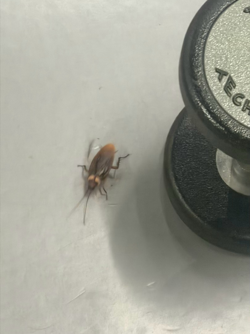 给爷吓晕了 