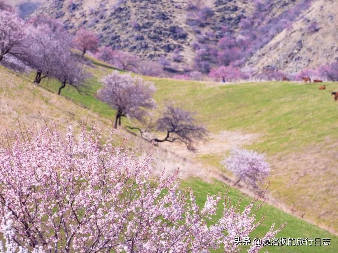 2026年新疆杏花攻略来了。
三四月份新疆的杏花，这辈子你是一定要去看一次的，那