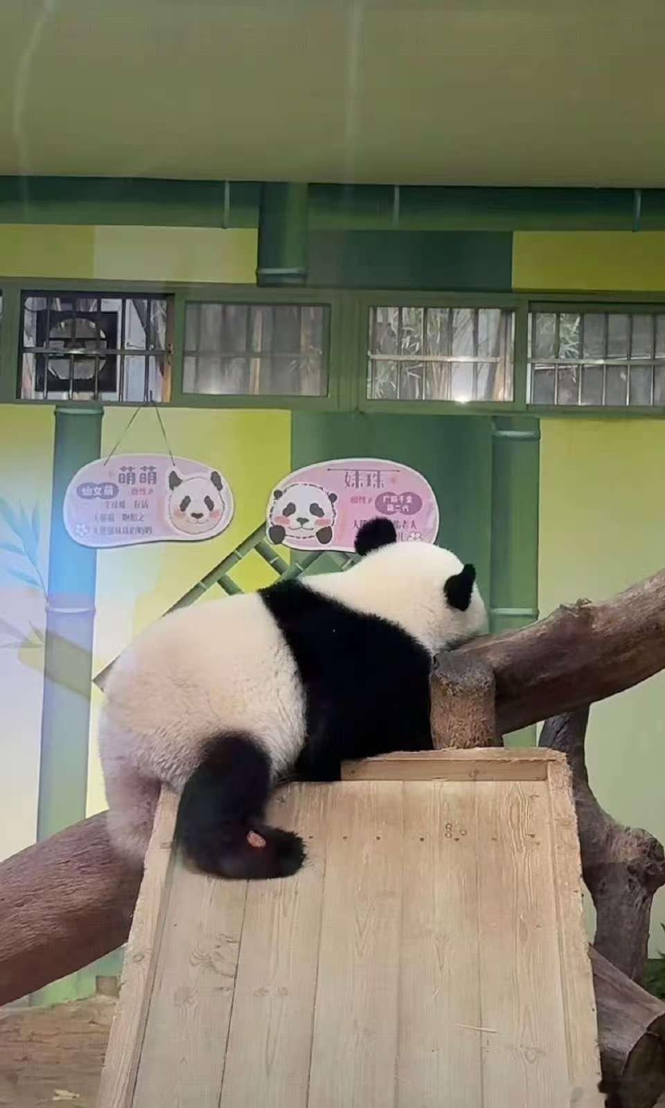 裁判刚喊各就位熊猫宝宝就解散 上一秒还整整齐齐，下一秒直接解散躺平，它们才不管什