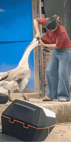 这鹅发了牛脾气，竟对女主人撕咬放肆！
你不怕铁锅炖大鹅吗！