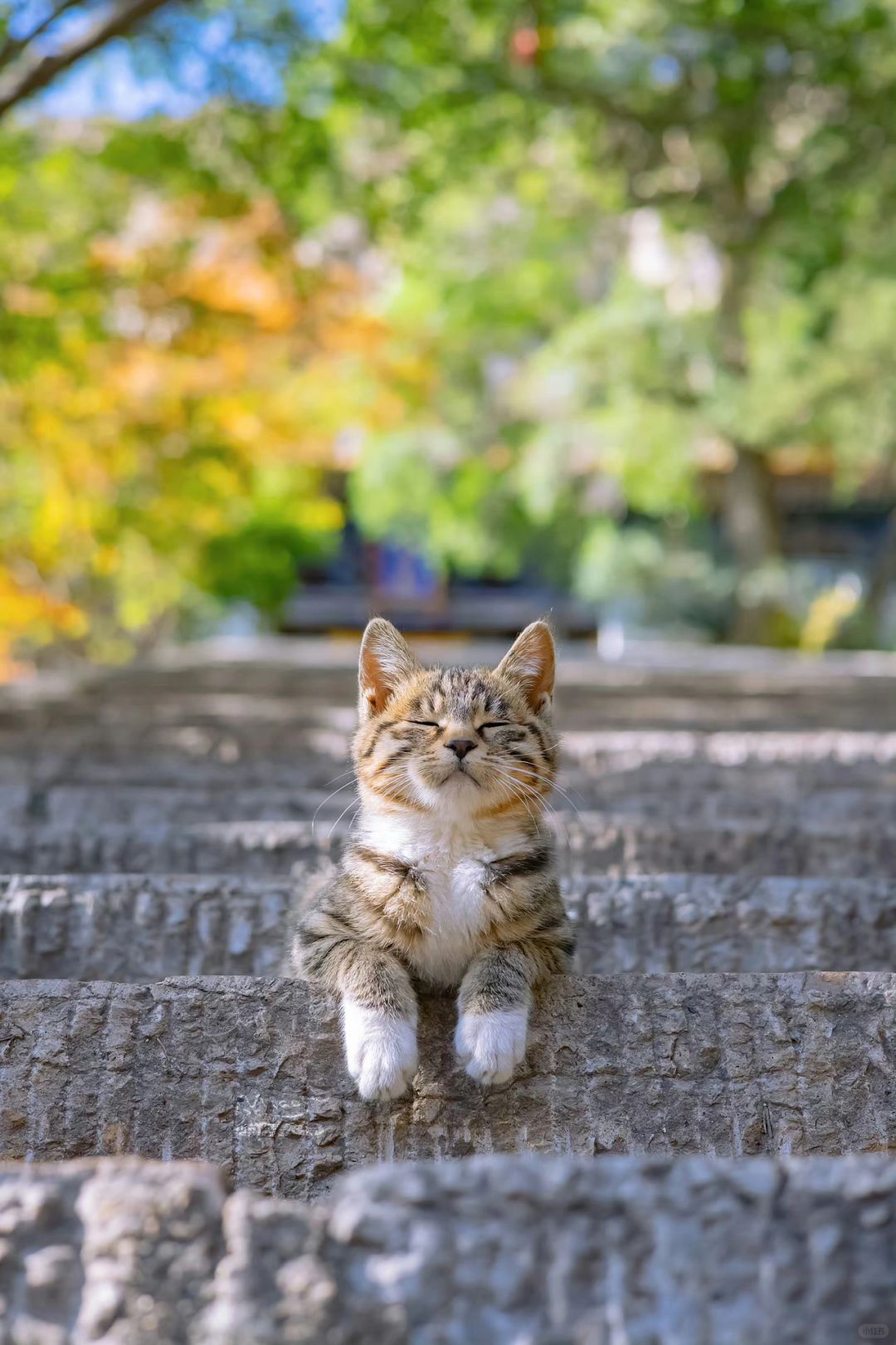 再也拍不出第二次的人生猫片（三）