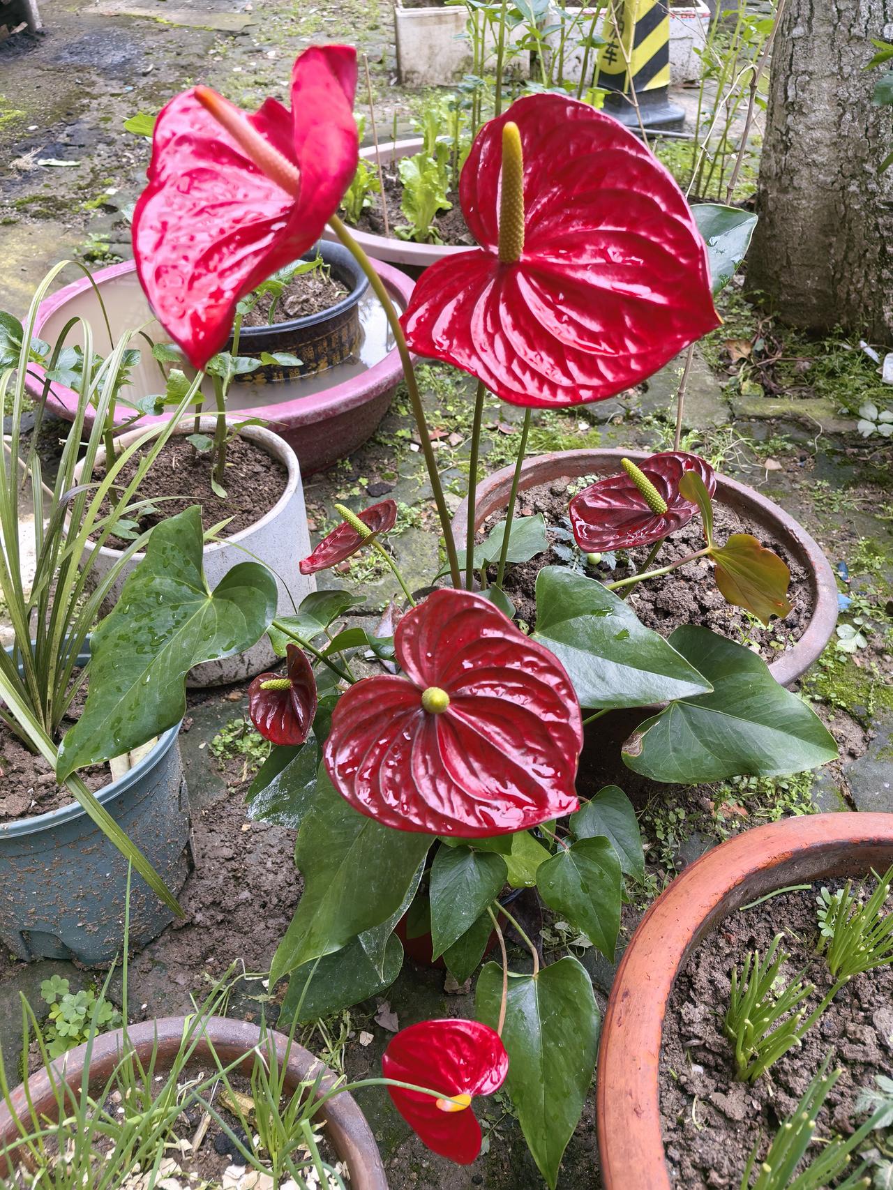 刚刚一个业主自己来到办公室交了2026一年的物业费，没有多余的话，没提任何的要求