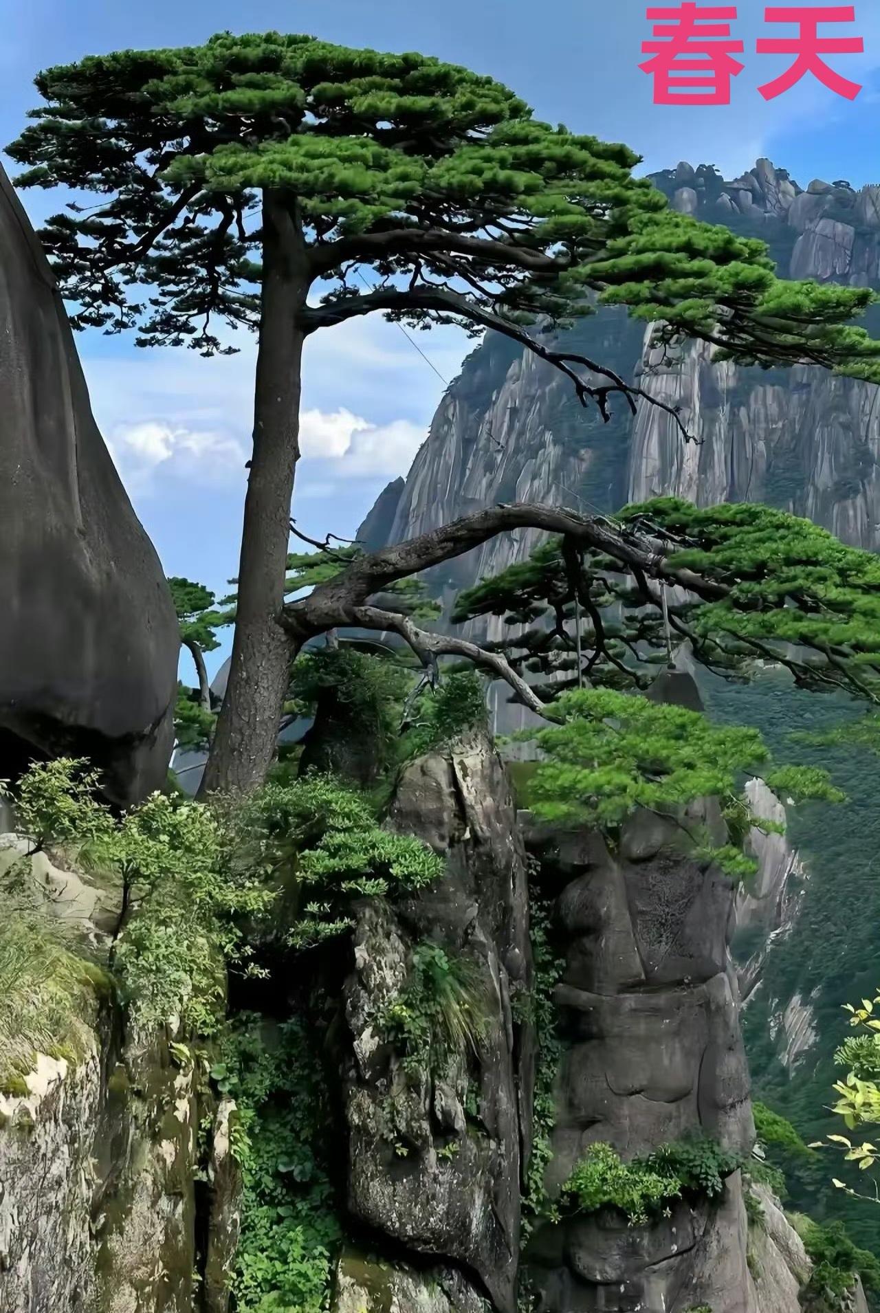 辛苦往返了八次，拍下了迎客松的“春夏秋冬”。

你觉得哪个季节的迎客松最漂亮？