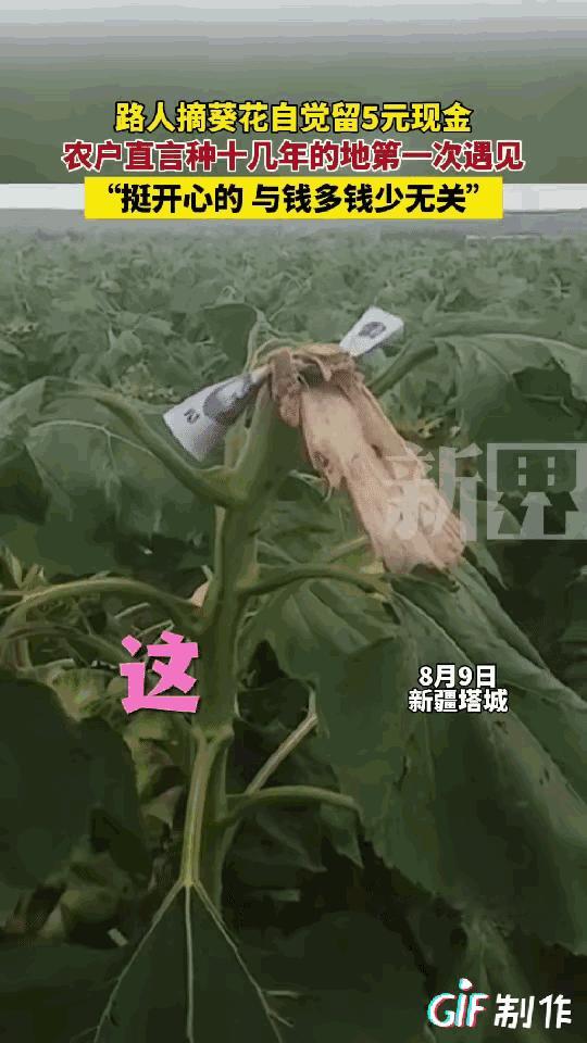新疆塔城一男子在地里种了很多向日葵，他去地里面看向日葵成熟了没有，没想到他竟看到