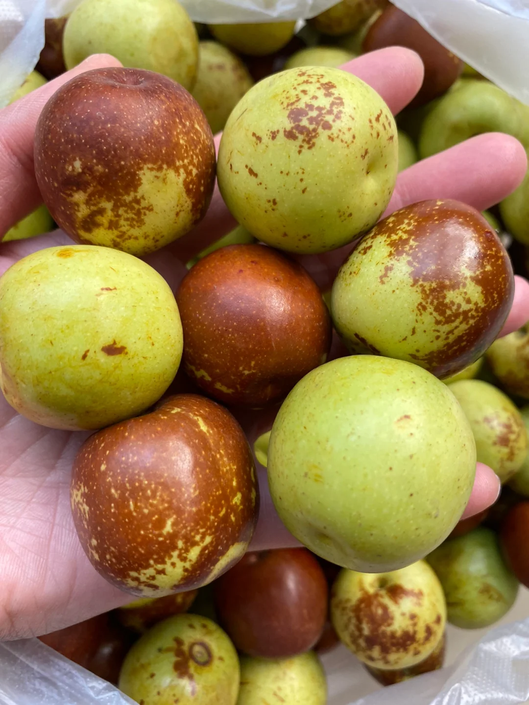 这冬枣也太新鲜了吧!爽口爆甜，酥脆多汁~