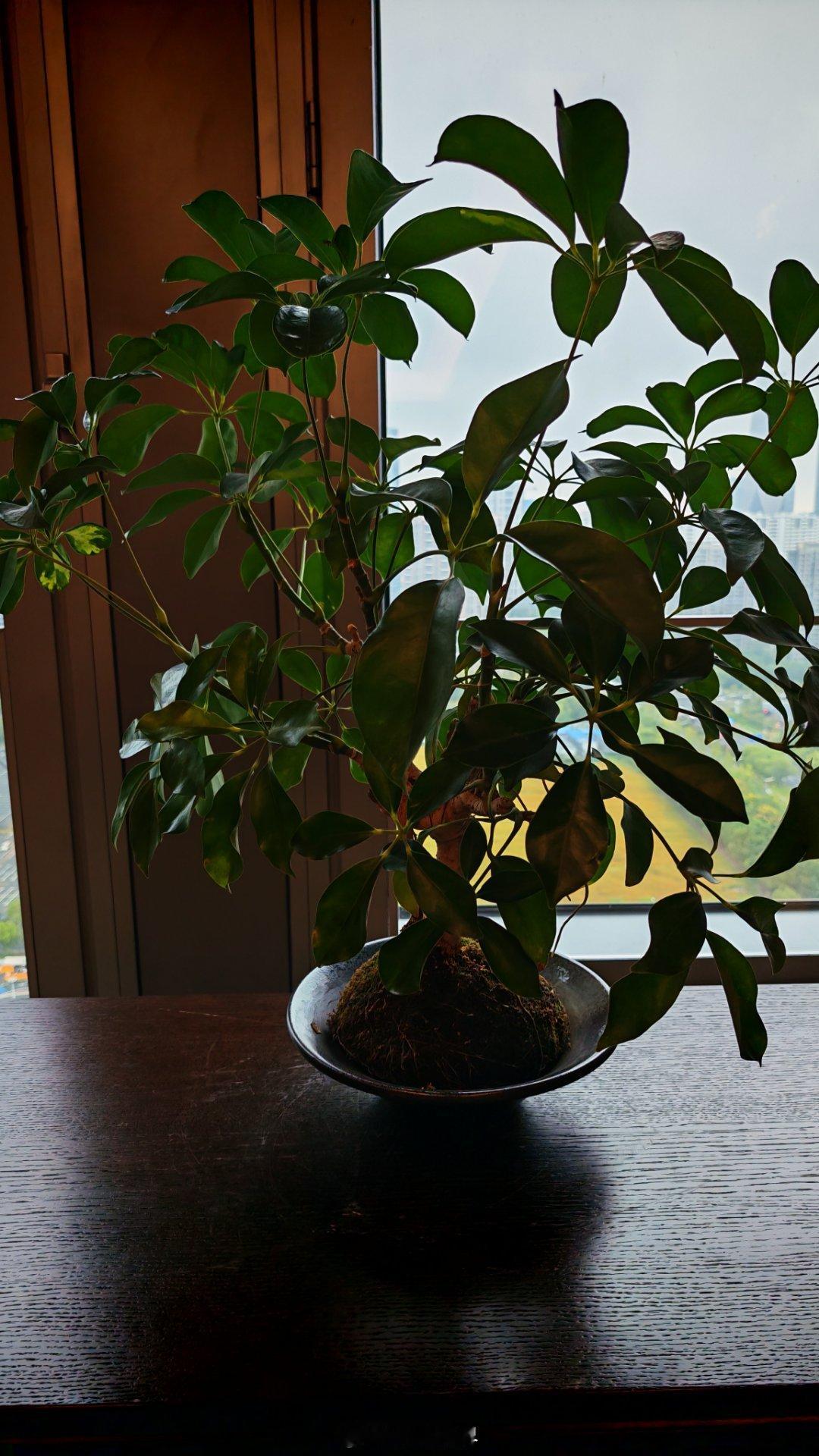 看到别人养的植物都这么随意，要水没有，土也不多，花盆都不用！随便放窗边就绿得发光