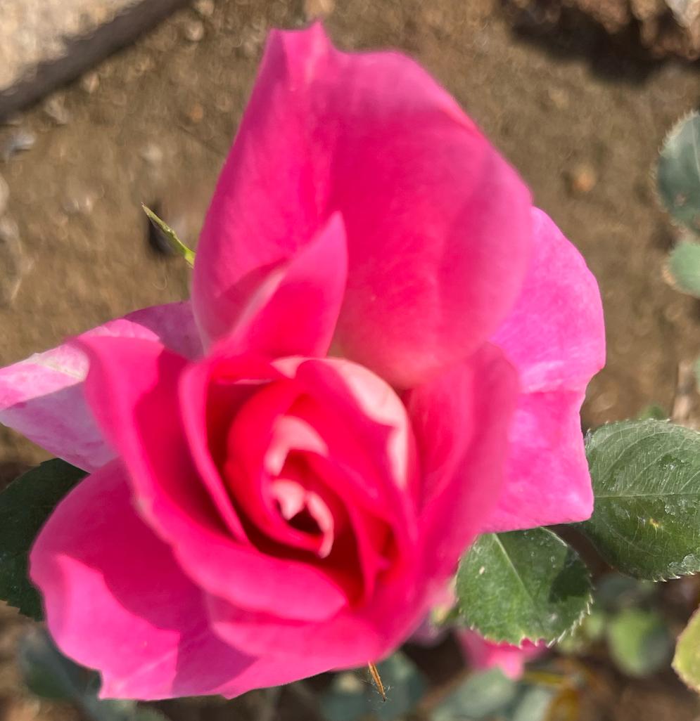 4月的天，大自然的花草，美丽开放，月季花养眼夺目，光彩照人。
拍下几张图片和你一
