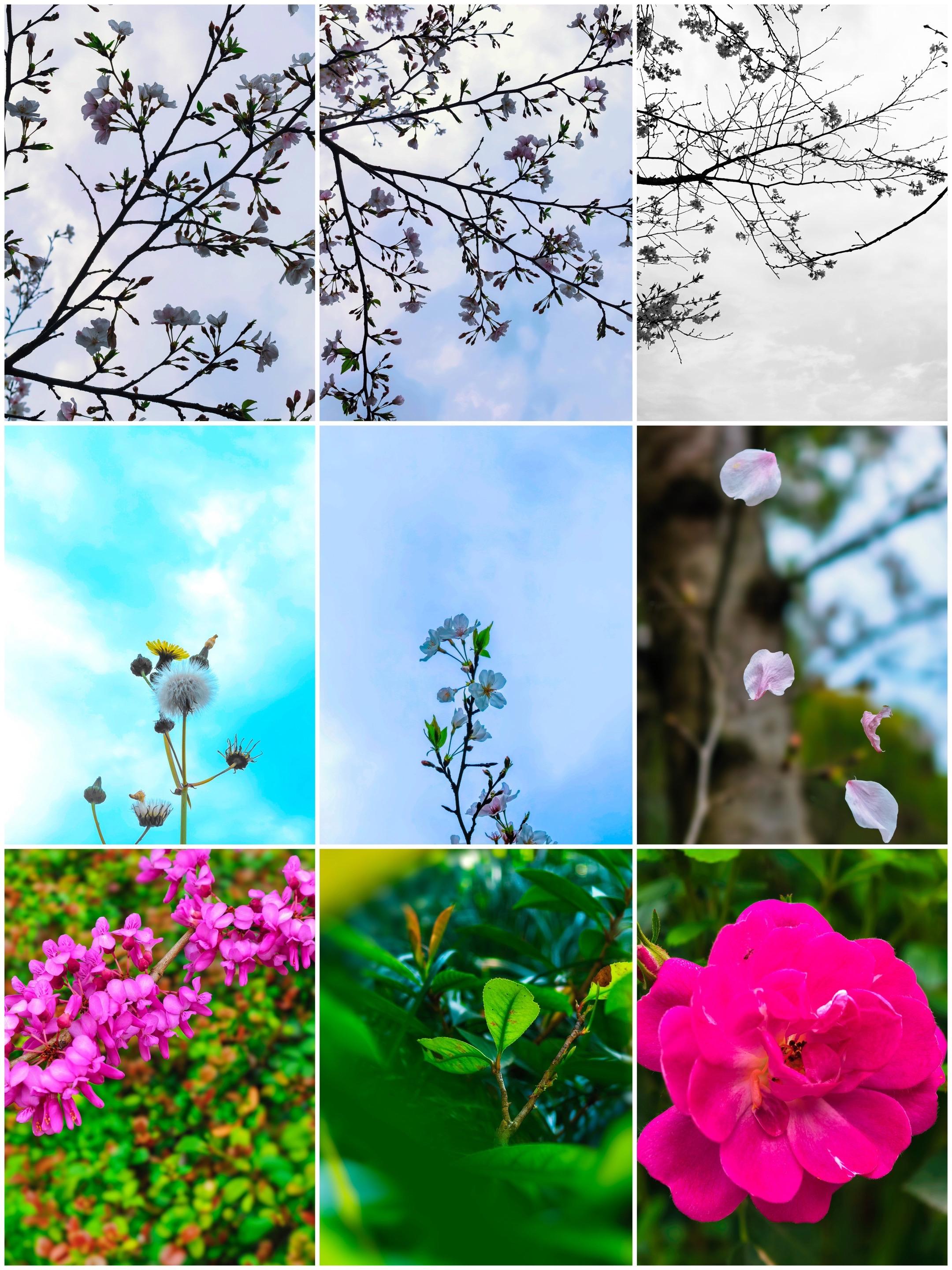 春日浪漫预警！繁花嫩蕊，揉碎成人间的温柔和欢喜
