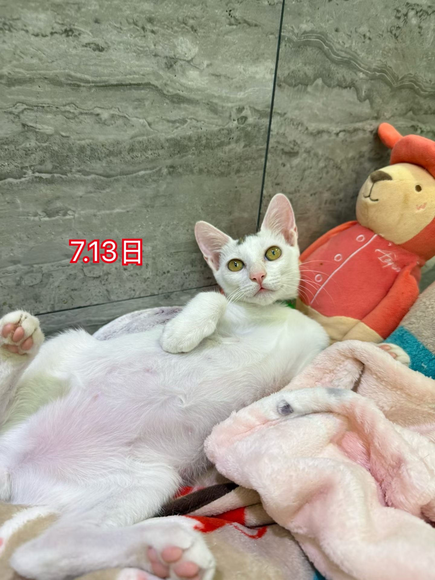 这么可爱的宝宝，天真无邪，对人类极度信任，有没有朋友想带回家养！深圳领养猫咪