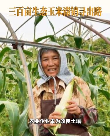 这下彻底解释不清了！
7月下旬，杭州淳安一片300多亩的玉米地突然引发关注，而正