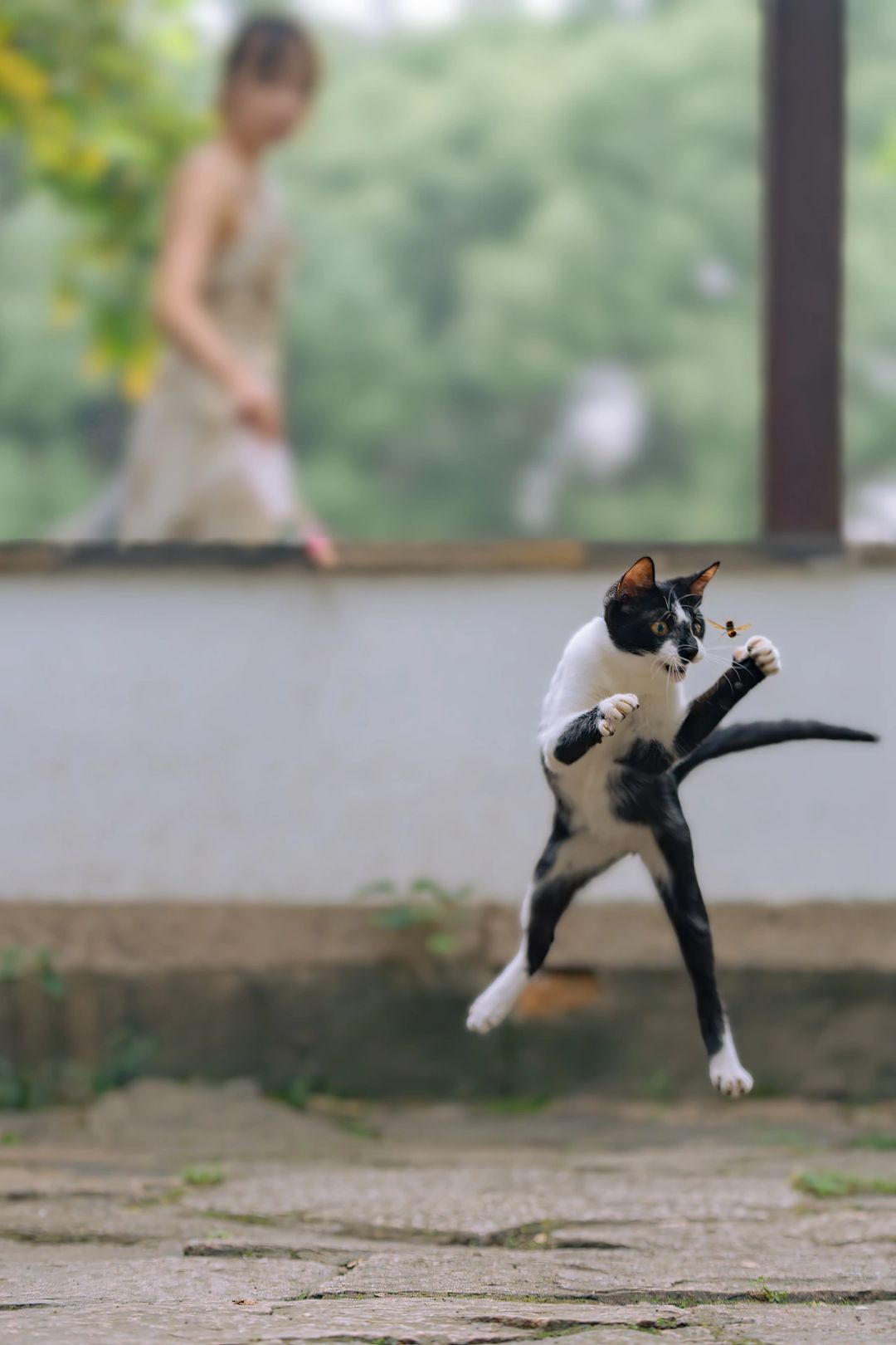 飞猫追蜂，昨日得意之作