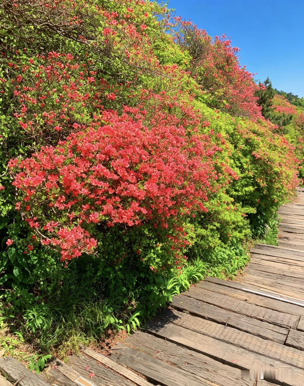 映山红开了，打卡龟峰山！
漫山遍野，羊肠小道到处是映山红，绚丽多彩的映山红，从你