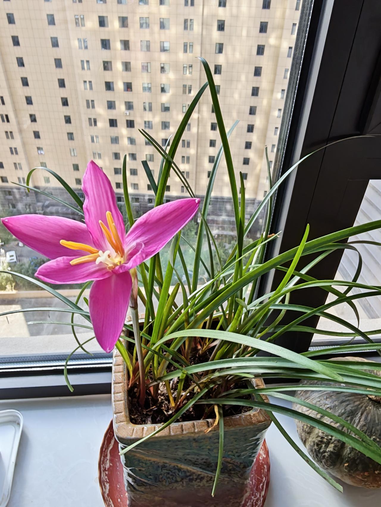 这花开的瞬间，仅仅几分钟。