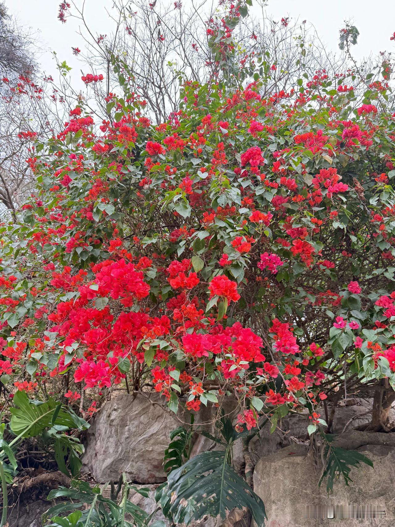 每次外出我就喜欢拍花花草草，也喜欢到各地去看花看树，桃花，樱花，银杏，落羽杉，就