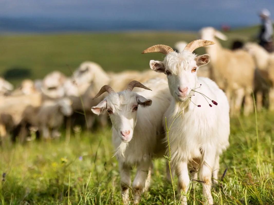 1969年，北京一名女知青被公羊顶倒。她从地上爬起来，拍打身上的泥土，那只羊又退