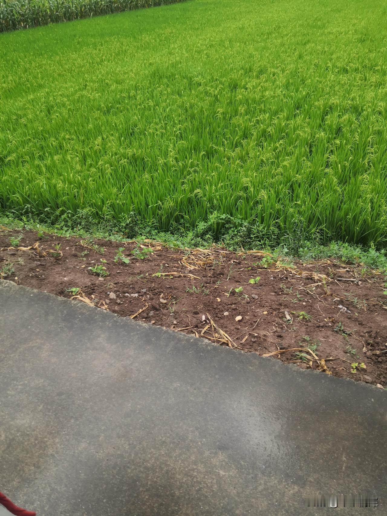 当地天气预报
8月1日建军节，向大家问好？
德阳市中江县西南部农村，冯店片区，早