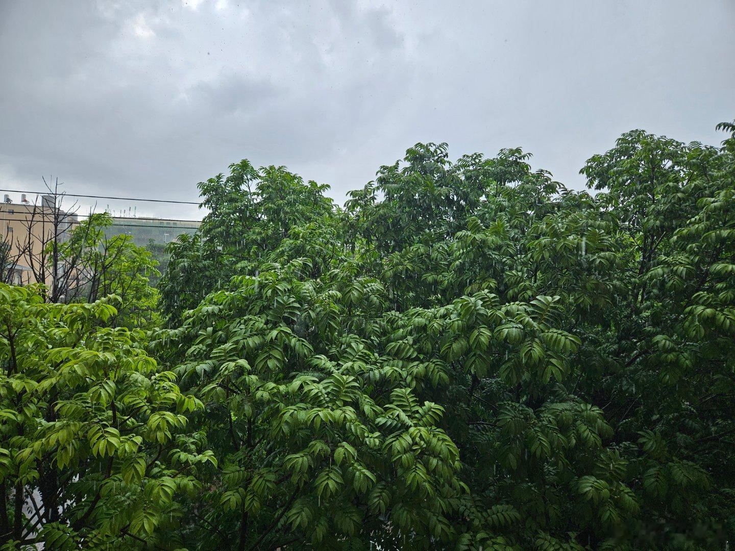 大雨，雷雨，菌子雨🌧鸡枞拱土了！🍄 