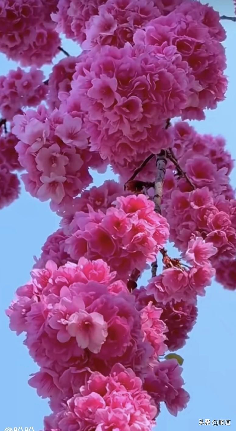 60岁大姐5年前和老公离婚。离婚原因是她怀疑老公和她弟妹不清不白，但她没有证据，