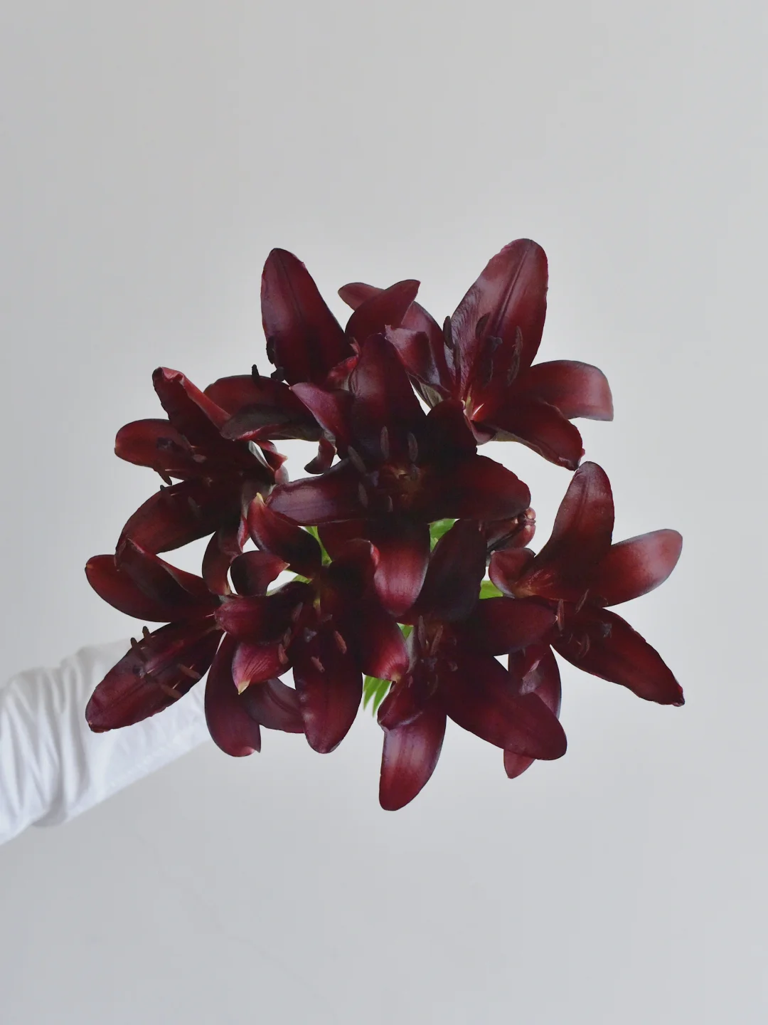 百合·暗夜骑士