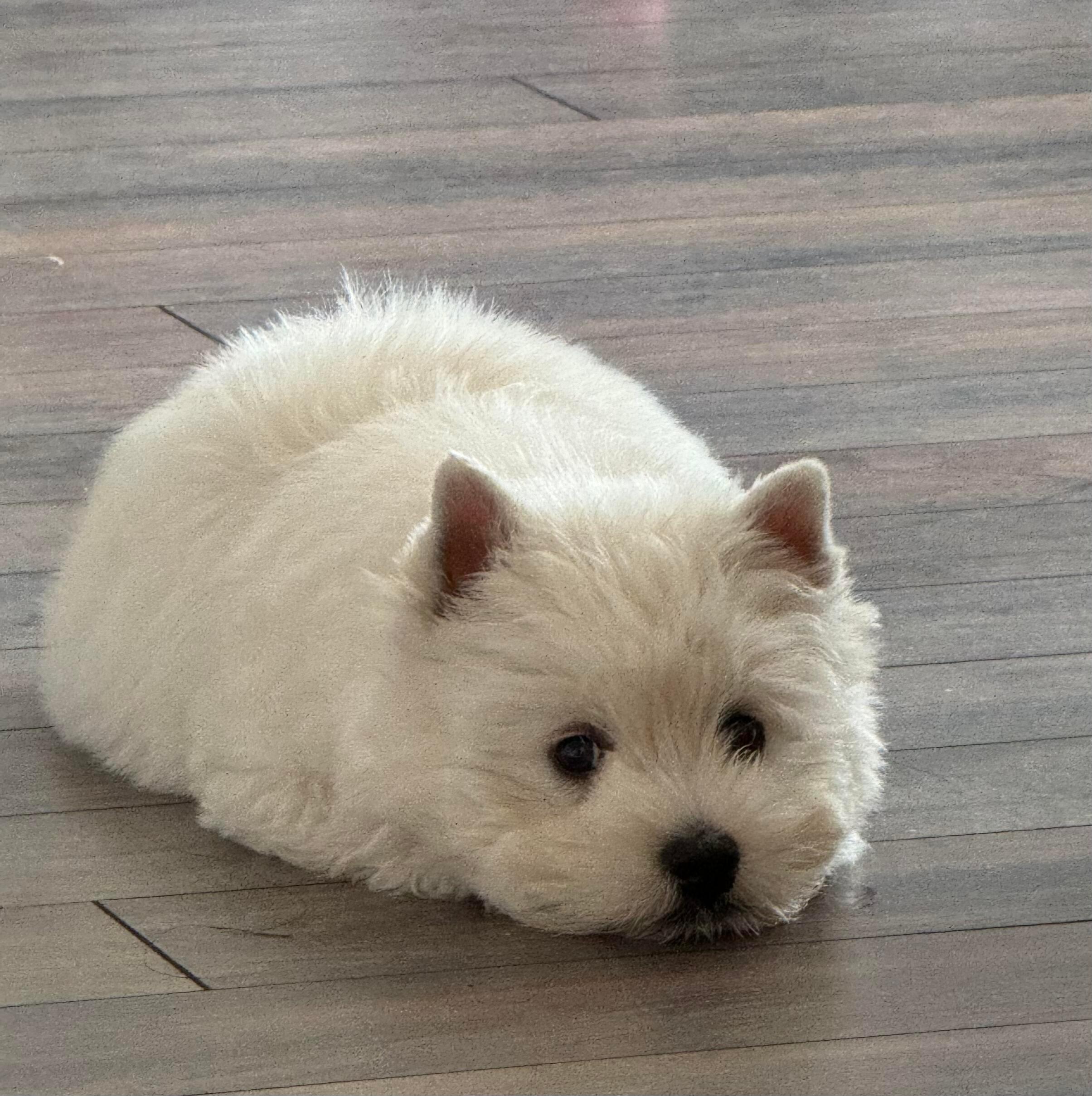 小白狗西高地🐾 