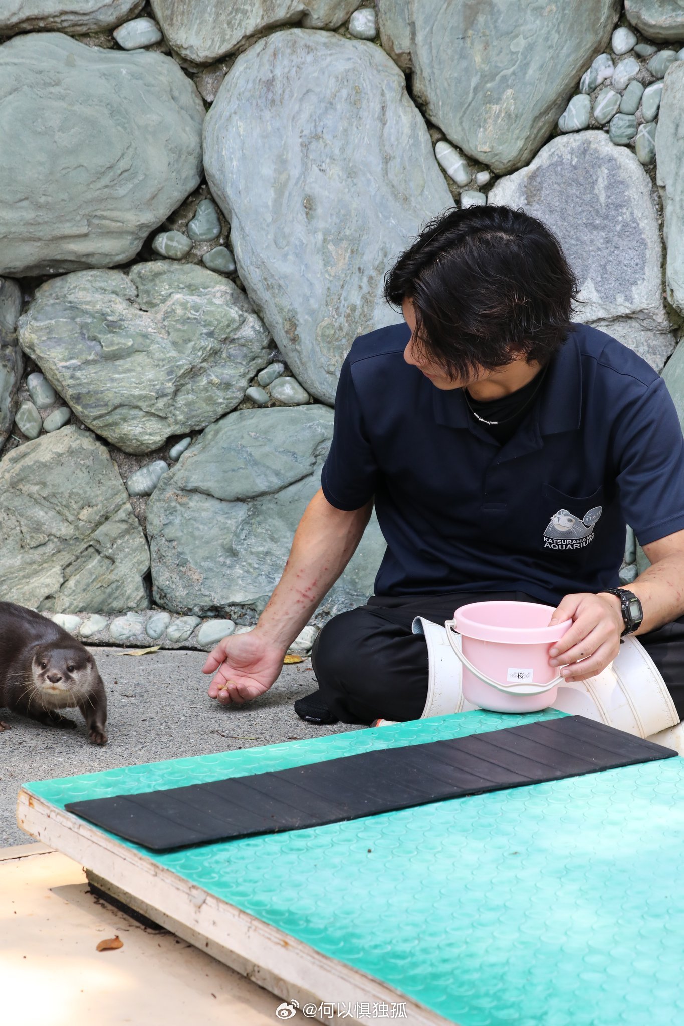 日本高知桂滨水族馆最近爆红 