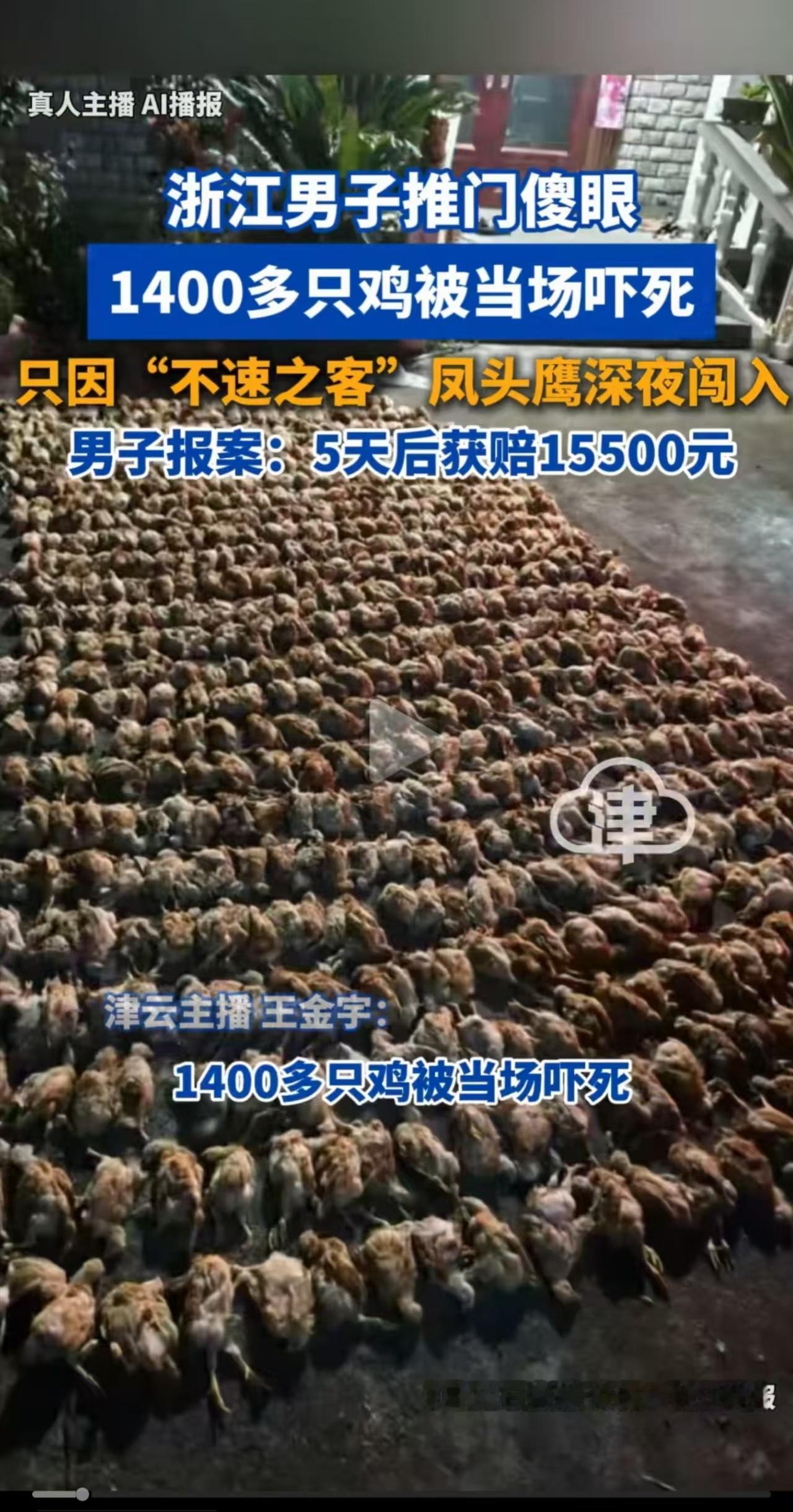 浙江衢州，男子的鸡棚里突然飞来一只凶猛的凤头鹰，1400多只鸡都被吓死了。面对一