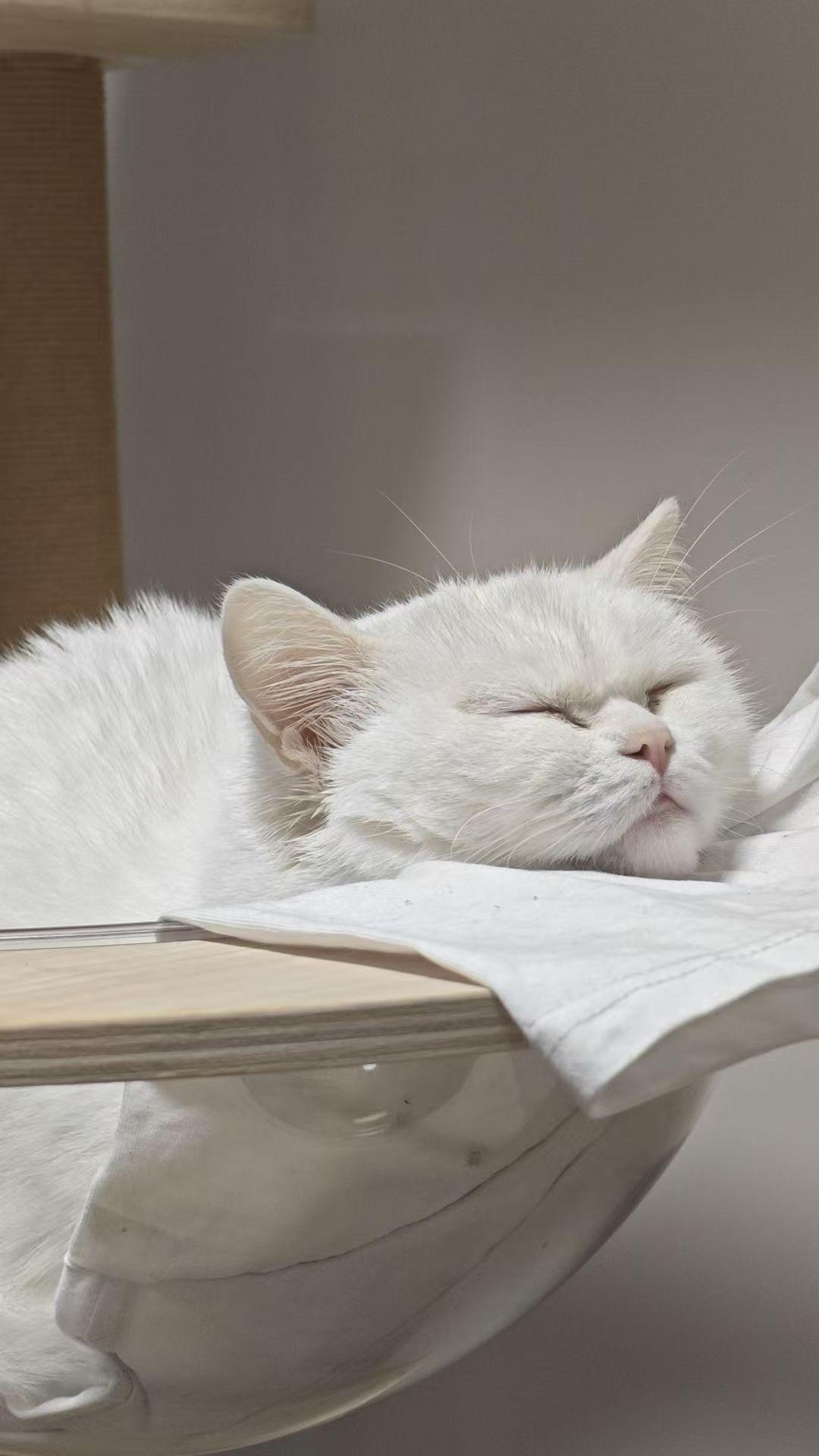 猫的奇葩睡姿。欣赏完我的猫，记得回来给我看看你的猫啊？