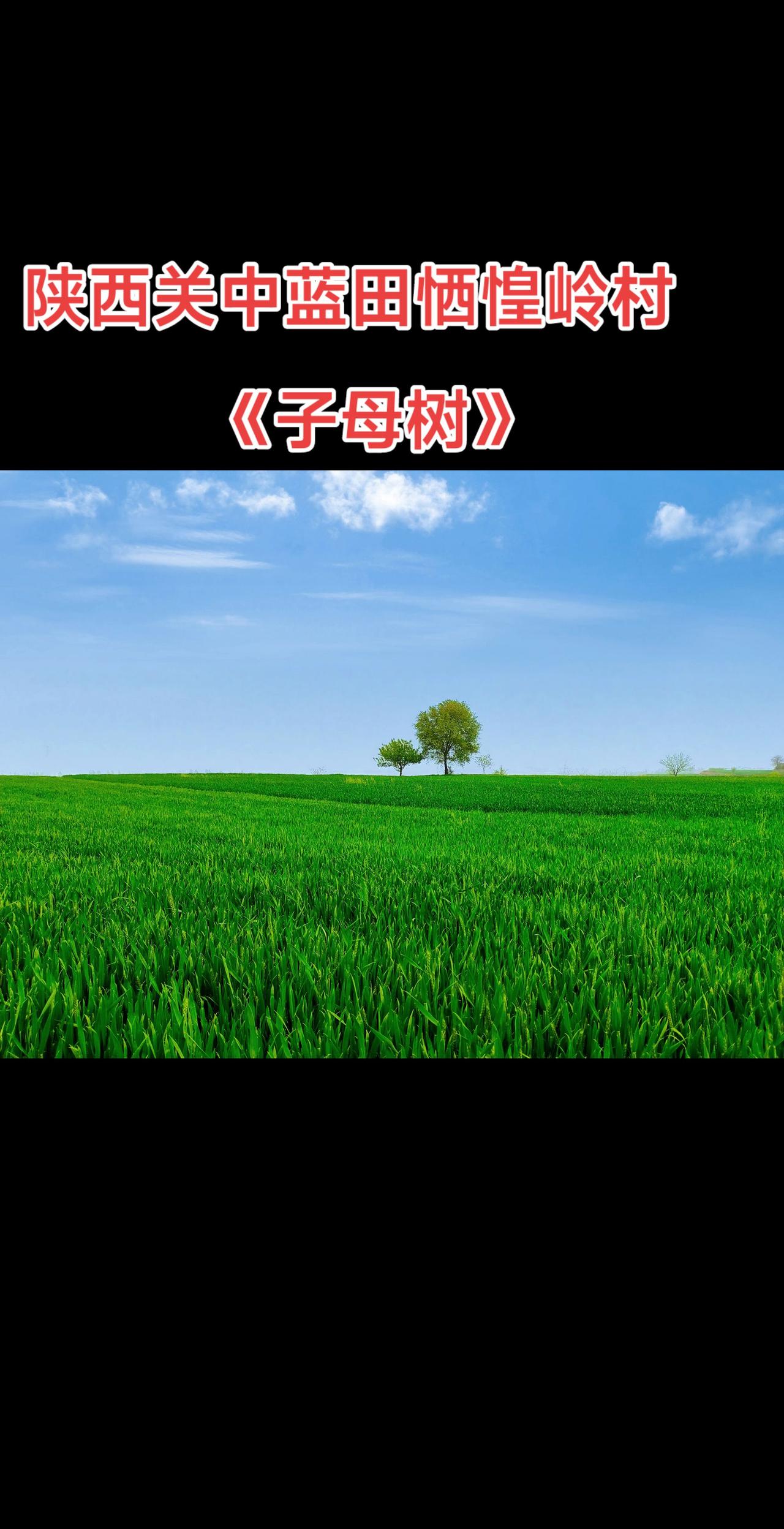 拍摄地:西安蓝田横岭三官庙镇恓惶岭村！既然大亮村的网红树被砍了！那就来这里吧！诗